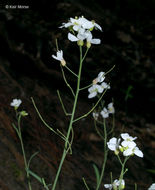 Sivun Arabidopsis lyrata (L.) O'Kane & Al-Shehbaz kuva