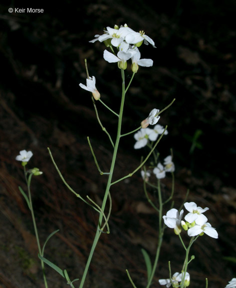 Sivun Arabidopsis lyrata (L.) O'Kane & Al-Shehbaz kuva