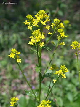 Image of winter-cress, yellow rocket