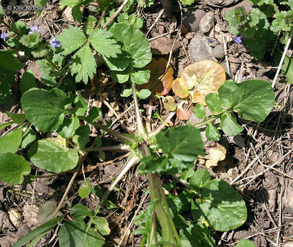 Image of winter-cress, yellow rocket