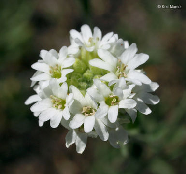 Image of hoary alison