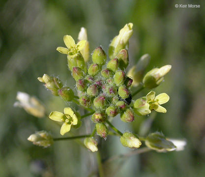 Imagem de Camelina microcarpa Andrz. ex DC.