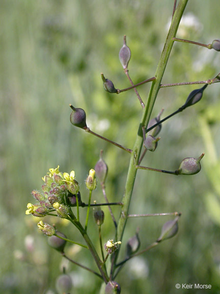 Image of littlepod false flax