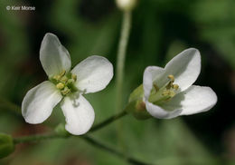 Image of cutleaf toothwort