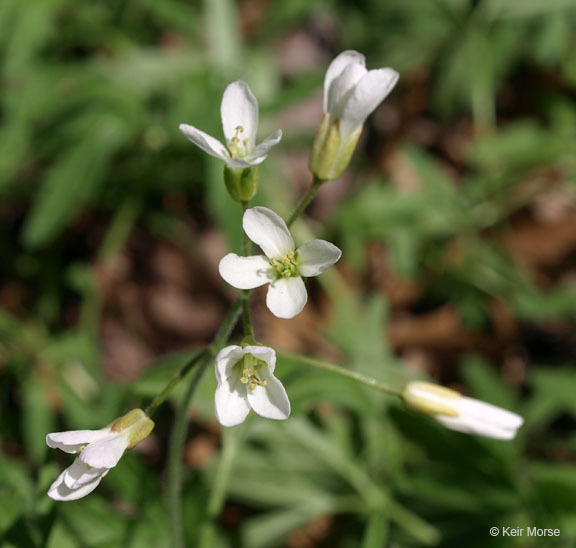 Image of cutleaf toothwort