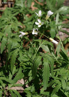 Image of cutleaf toothwort