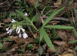 Image of cutleaf toothwort