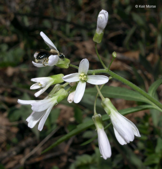 Image of cutleaf toothwort