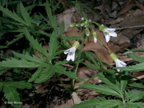 Image of cutleaf toothwort