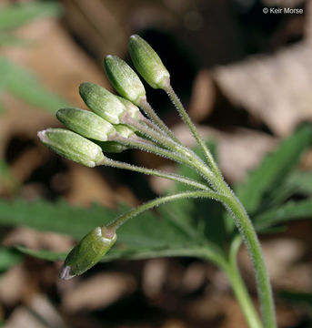 Image of cutleaf toothwort