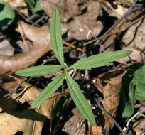 Image of cutleaf toothwort