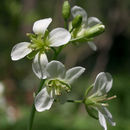 Imagem de Cardamine diphylla (Michx.) A. W. Wood