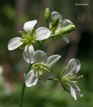 Imagem de Cardamine diphylla (Michx.) A. W. Wood