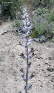 Image of thickstem wild cabbage