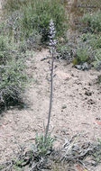 Image of thickstem wild cabbage