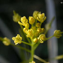 Слика од Descurainia pinnata subsp. brachycarpa (Richardson) Detling