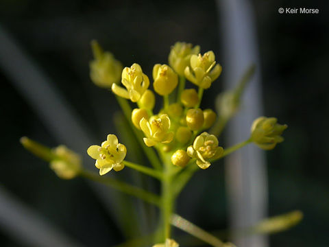 Image of western tansymustard