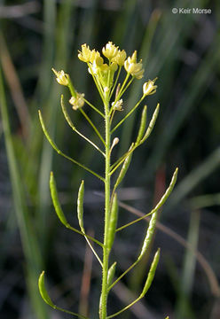 صورة Descurainia pinnata subsp. brachycarpa (Richardson) Detling