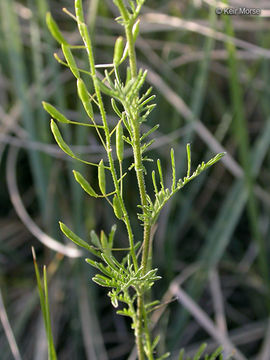 Image of western tansymustard