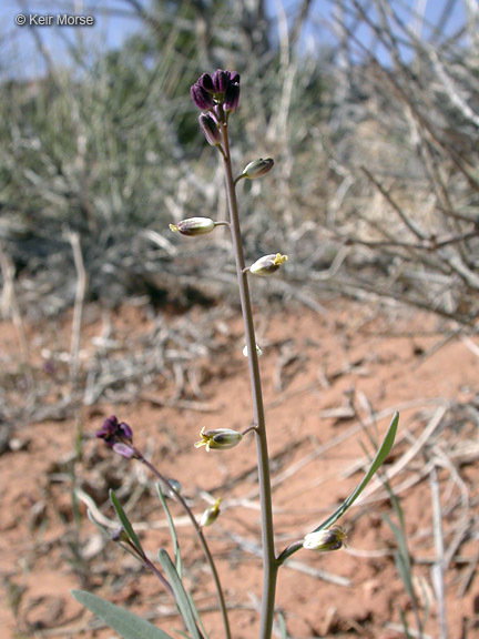 Plancia ëd Streptanthella longirostris (S. Watson) Rydb.