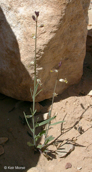 Image of longbeak streptanthella