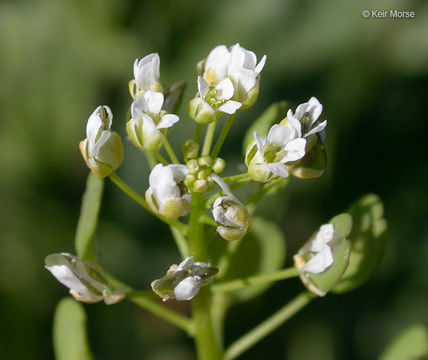 Image of field pennycress