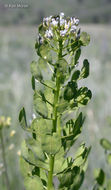 Image of field pennycress