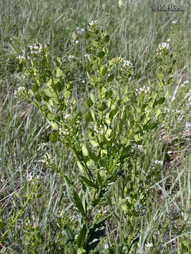 Image of field pennycress