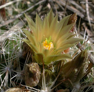 Image of Missouri Foxtail Cactus