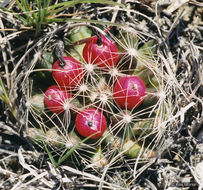 Image of Missouri Foxtail Cactus