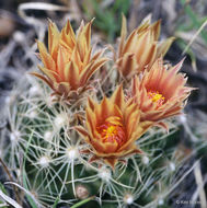 Image of Missouri Foxtail Cactus