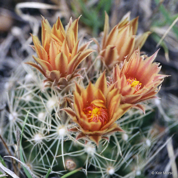 Image of Missouri Foxtail Cactus