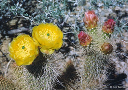 Image of grizzlybear pricklypear