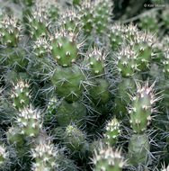 Opuntia fragilis (Nutt.) Haw. resmi