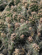 Opuntia fragilis (Nutt.) Haw. resmi