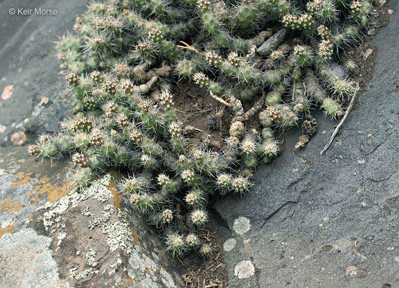 Opuntia fragilis (Nutt.) Haw. resmi