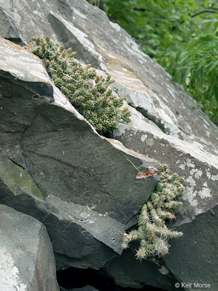 Opuntia fragilis (Nutt.) Haw. resmi