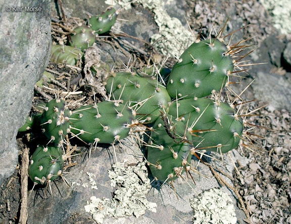 Opuntia fragilis (Nutt.) Haw. resmi