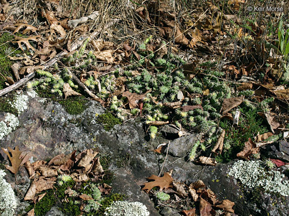 Opuntia fragilis (Nutt.) Haw. resmi