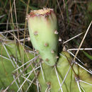 Image of <i>Opuntia <i>macrorhiza</i></i> var. macrorhiza