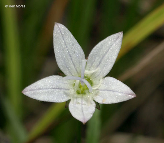 Image of Marsh Bellflower