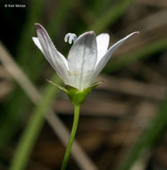 Image of Marsh Bellflower