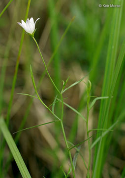 Image of Marsh Bellflower