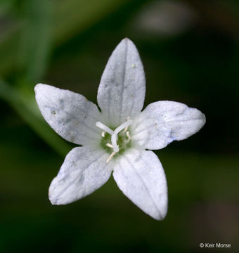 Image of Marsh Bellflower