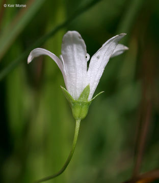 Image of Marsh Bellflower