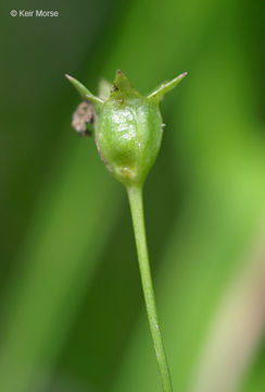 Image of Marsh Bellflower