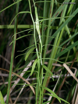 Image of Marsh Bellflower