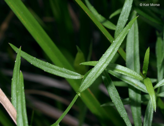 Image of Marsh Bellflower