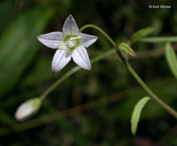 Image of Marsh Bellflower