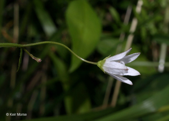 Image of Marsh Bellflower